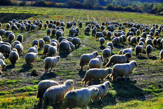山里的羊群越来越多，每一个羊群都有七八只牧羊犬，这无疑证明山区里有狼和野兽。狗群对陌生人、尤其对不规矩的人是毫不客气的。